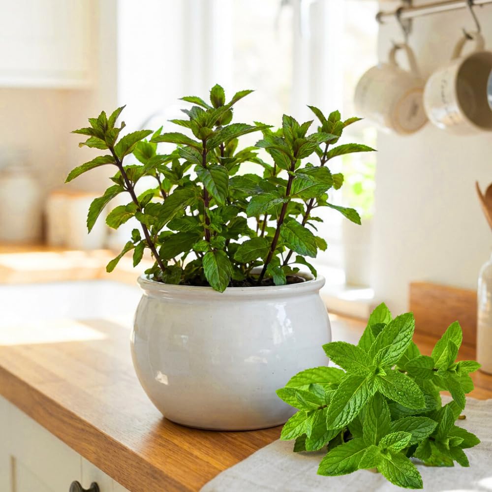 Live Mint Plant in 3.5'' Pot, Herb Plants for Planting Indoor Outdoor, Fragrant, Hardy, Perennial Herbs (Peppermint)
