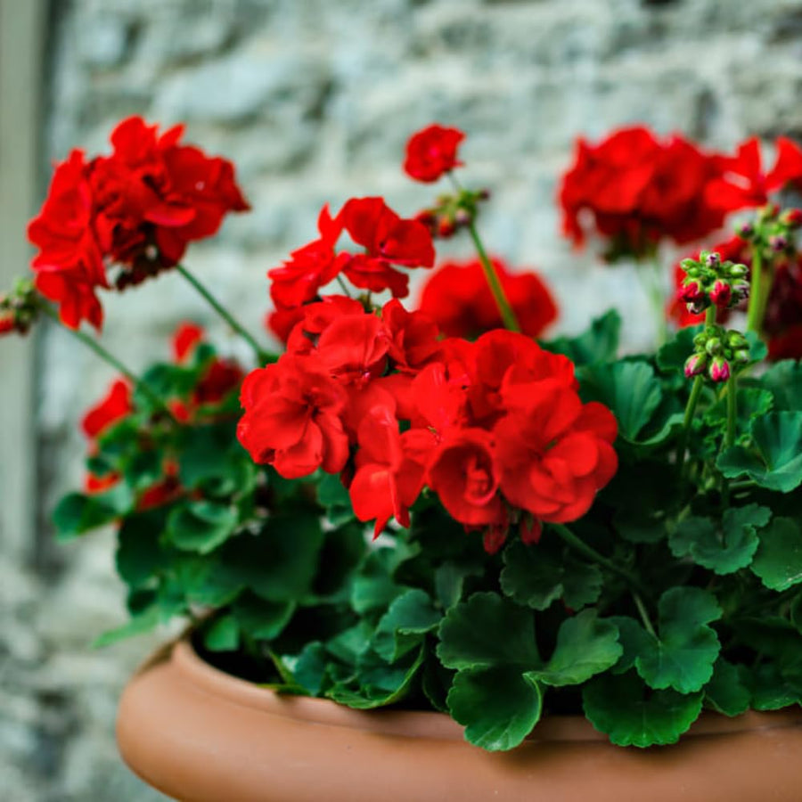 2 Geranium Plants Live, Live Geranium Plant, Red Geranium Flower Plants 4 to 6 Inches Tall, Easy to Plant