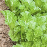 Pack 1000 Mustard Green Seeds, Mustard Greens Vegetable Seeds, Fresh Garden Seed for Planting