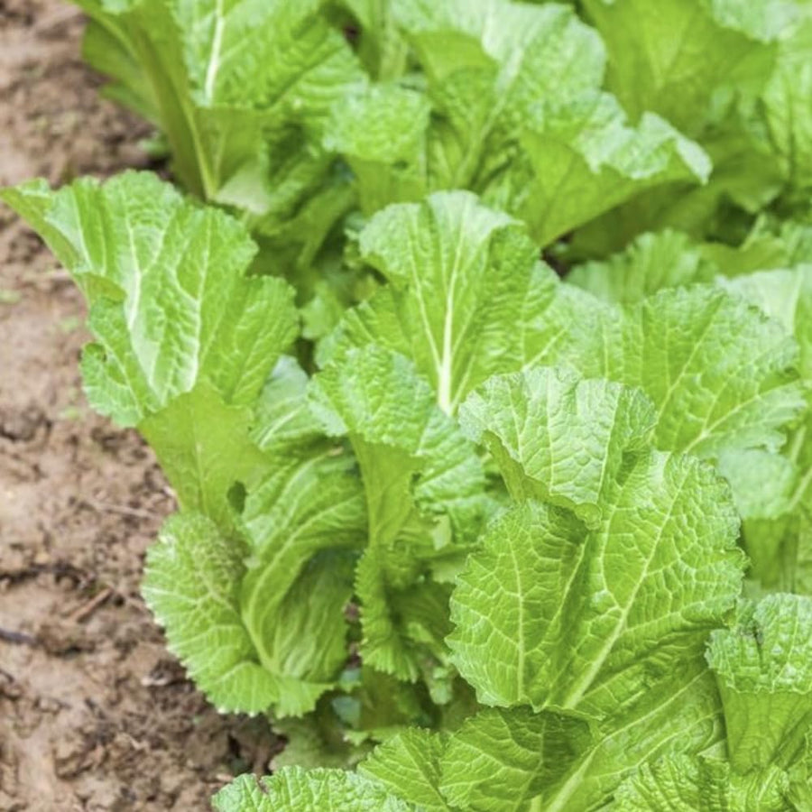 Pack 1000 Mustard Green Seeds, Mustard Greens Vegetable Seeds, Fresh Garden Seed for Planting