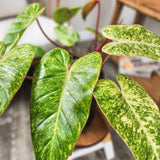 2 Rare Philodendron Live Plants Varieties Collection, Philodendrons Plants Size 5-9 Inc for Indoor Houseplant Décor, Ornamental Tropical Well-Rooted (Lady Philodendron Plants)