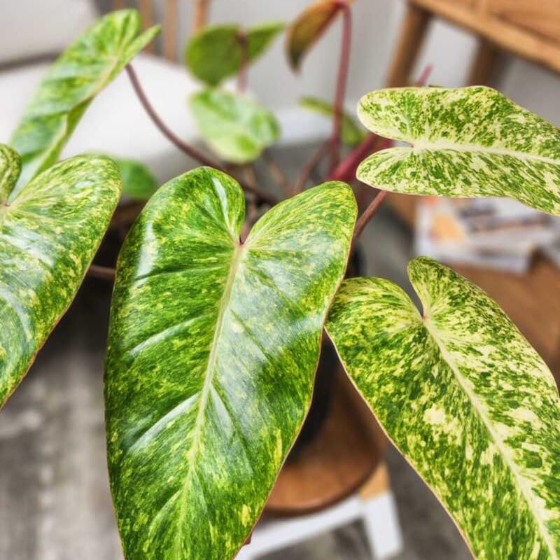 2 Rare Philodendron Live Plants Varieties Collection, Philodendrons Plants Size 5-9 Inc for Indoor Houseplant Décor, Ornamental Tropical Well-Rooted (Lady Philodendron Plants)