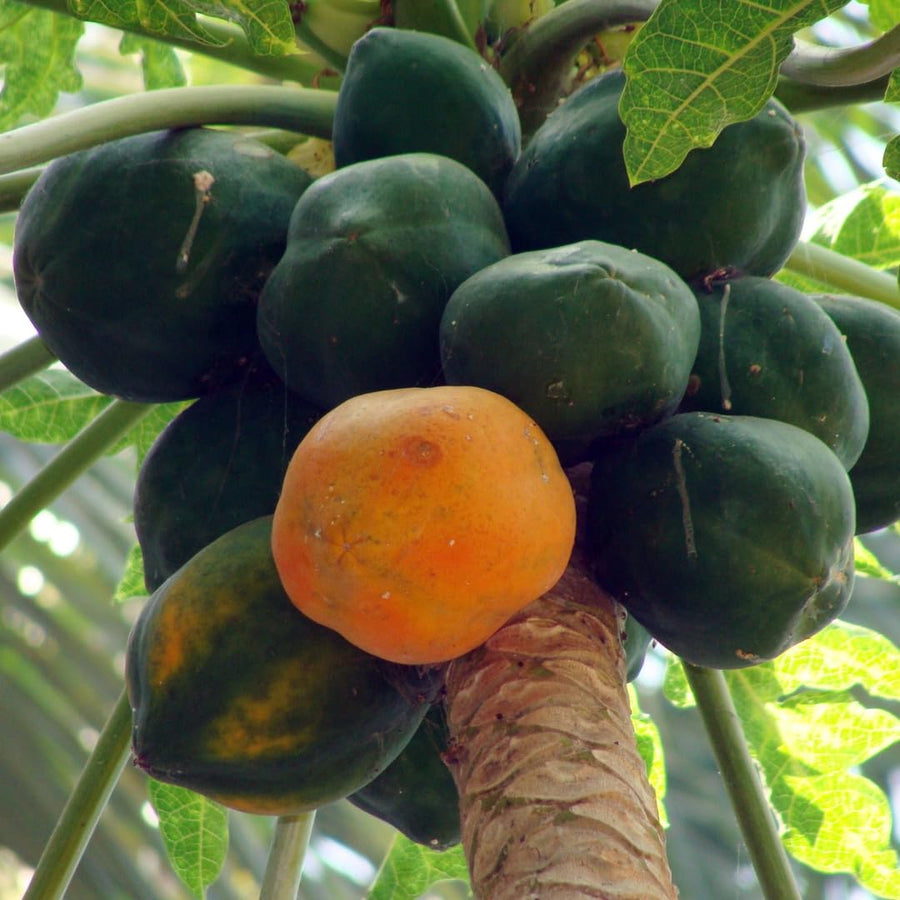 Live Papaya Tree Plant, 4 to 6 Inches Tall, Tropical Papaya Fruit Plant for Home Gardens and Containers