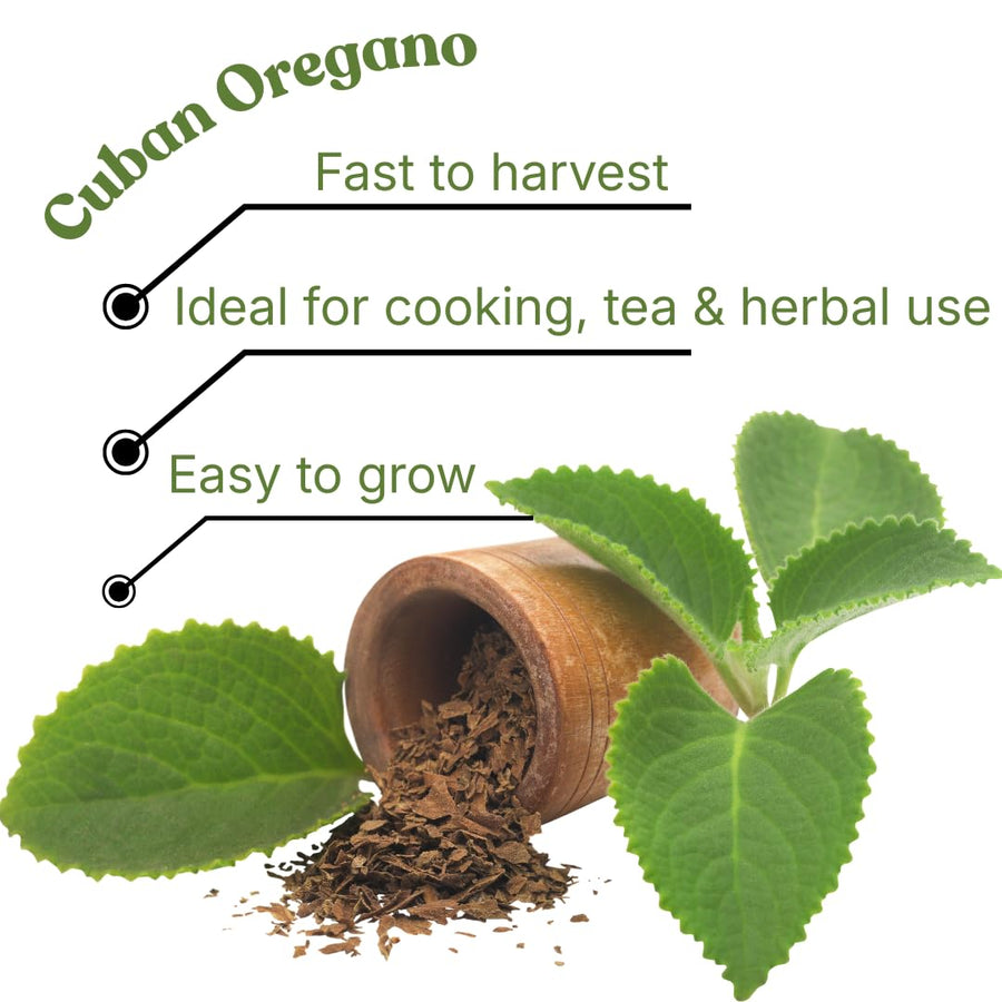 2 Cuban Oregano Live Plants Herbs, 5-9" in Tall Very Well-Rooted, Vegetables Mexican Mint or Spanish Thyme Ready to Plant Outdoor Spring