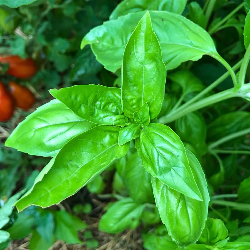 Sweet Basil Herb Plant Live, 8-10 Inch Tall, in 4" Pot, Fresh Culinary Herb for Indoor or Outdoor Growing