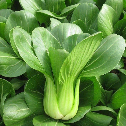 500+ Green Stem Pak Choi Seeds, Bok Choy Cabbage Seeds, Leafy Green Vegetable, Suitable for Home Garden Planting, Outdoor Growing Use