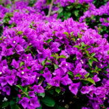 Purple Bougainvillea Tree Live Plant, 1 Year Old Ready to Plant Outdoor, Very Hardy