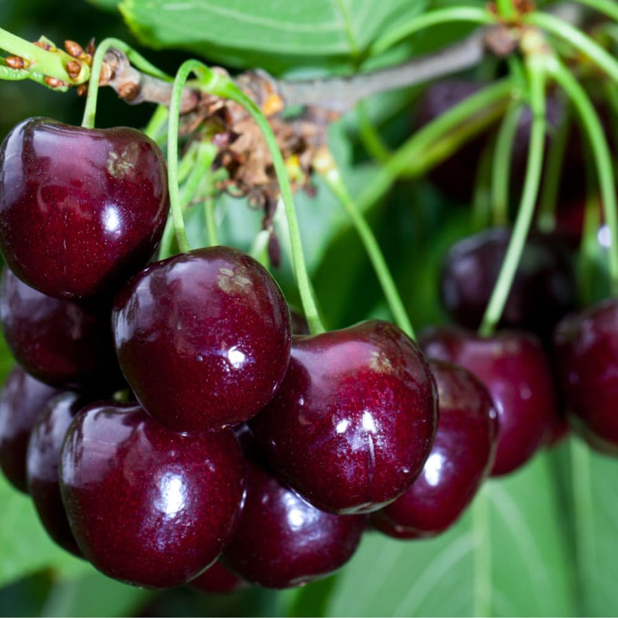 2 Black Cherry Trees Live Plants for Planting, Sweet Cherry Plant Live Fruit Tree, Bareroots 12-18 Inch Tall, Cherry Tree Plant