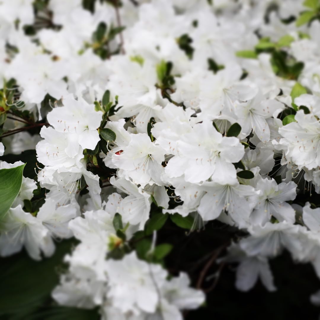 Live Azalea Plant, Rhododendron Flowering Shrub, Hardy Ornamental Plant, 10 Inches Tall, for Indoor or Outdoor Planting (White Azalea)