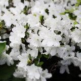 Live Azalea Plant, Rhododendron Flowering Shrub, Hardy Ornamental Plant, 10 Inches Tall, for Indoor or Outdoor Planting (White Azalea)