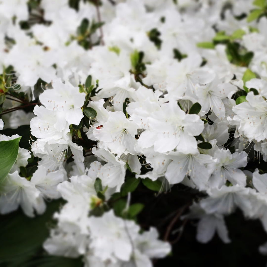 Live Azalea Plant, Rhododendron Flowering Shrub, Hardy Ornamental Plant, 10 Inches Tall, for Indoor or Outdoor Planting (White Azalea)