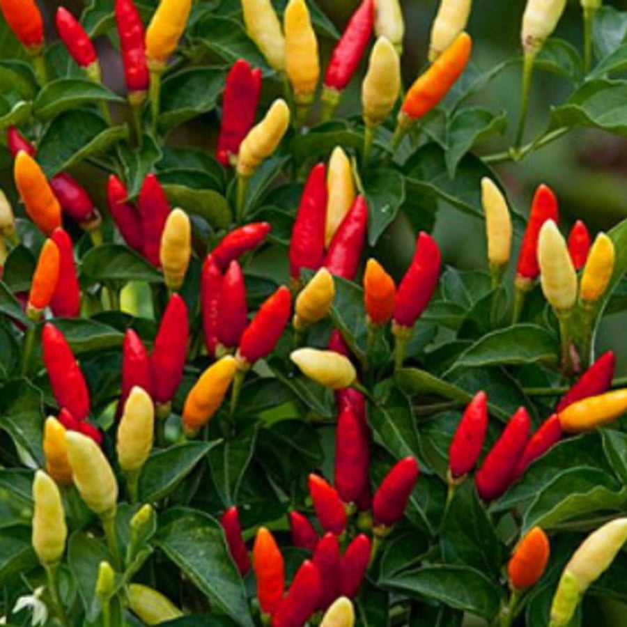Set 2 Pepper Hot Plants Live, 90 Days Old Pepper, Pepper for Pickling, High Yields, No Pot
