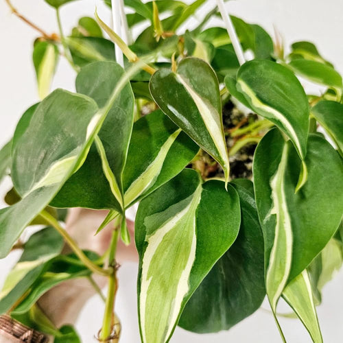 Philodendron Live Plant, Rare Variegated Houseplant for Home or Office, 5-8" Tall Tropical Indoor Plant (Silver Philodendron Plant)