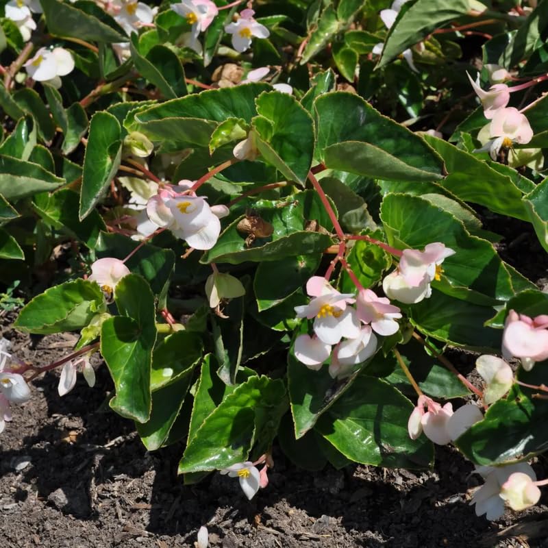 Begonia Plant Live 4" Pot, Colorful Foliage Begonia for Pot or Hanging Basket, Easy-Care Houseplant, Live Indoor Houseplant 6-8 Inch - Angel Wing