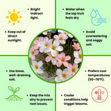 Oxalis Plant Live, Shamrock Spring Flower, 4 Inc Pot, Ornamental Oxalis Plant Live for Indoor Outdoor Garden, 4-8'' Tall (Light Peach)