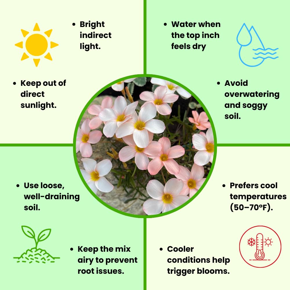 Oxalis Plant Live, Shamrock Spring Flower, 4 Inc Pot, Ornamental Oxalis Plant Live for Indoor Outdoor Garden, 4-8'' Tall (Light Peach)
