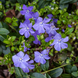 3 Live Vinca Minor Vine Plants, Periwinkle Ground Cover Plant 4 Inch Pot, Trailing Vinca Plant for Garden Borders, Landscape Beds or Outdoor Growing