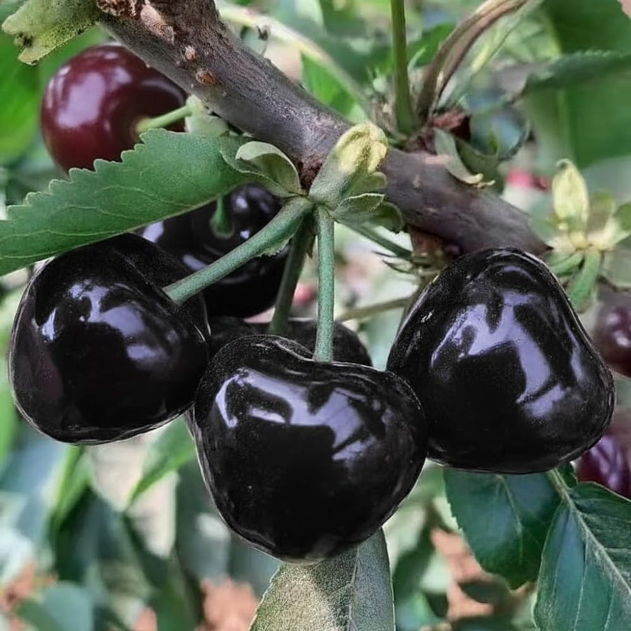 Black Cherry Tree Live Plant in Quart Pot, 6-15" in Tall Wild Cherry Plant Live for Spring Planting Outdoor