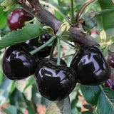 1 Year Old Black Cherry Trees Live Plants, 6-12" Wild Cherry Plant Live, Fruit Tree Plants for Outdoor Fast Growing, Spring Planting