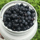 Sets 2 Black Huckleberry Bushes Tree Live Plant in 3" Pot, from 4-6 Inches Tall, Sweet Huckleberries Well Rooted, Dormant, Blueberry Like Shrubs