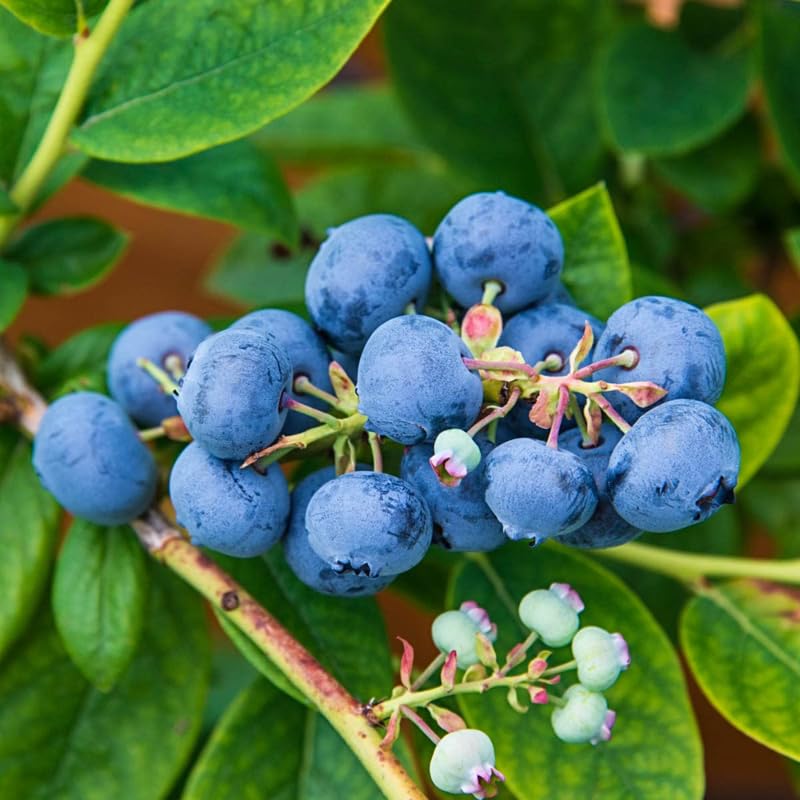 2 Blueberry Plant Live 1 Year Old, Sweet Blueberry Bush Live Plant, Blueberry Tree Live, Blueberries Shrub (Earliblue Blueberry Plants)