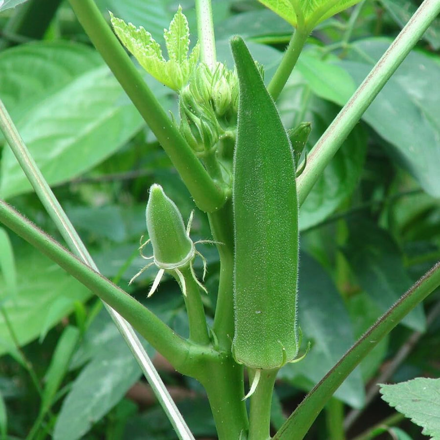 60 Okra Seeds for Planting Garden, Okra Vegetable Seeds for Yard and Backyard