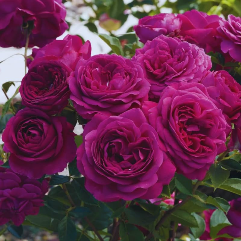 Purple Climbing Rose Live Plant, Fragrant Climber Rose for Garden, Hybrid Tea Roses Bushes, Establish Root, Cut Back