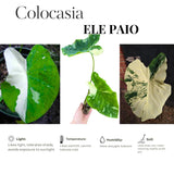Elephant Ear Plants, Green White Colocasia Plant, Colocasia Alocasia Esculenta Taro for Indoor Outdoor Gardens, Very Cold Hardy