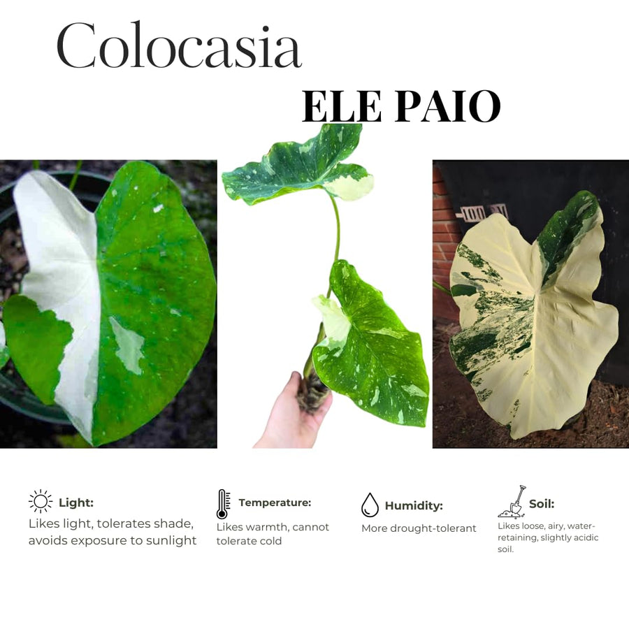 Elephant Ear Plants, Green White Colocasia Plant, Colocasia Alocasia Esculenta Taro for Indoor Outdoor Gardens, Very Cold Hardy