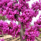3 Eastern Redbud Trees Live Plants for Early Spring Planting, Dormant Seeding Purple Flowers Red Bud Trees for Growing, 6-12"