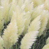 3 Pampas Grass Plants Live for Planting, White Pampas Grass Live Plant Ornamental Garden Indoor Outdoor