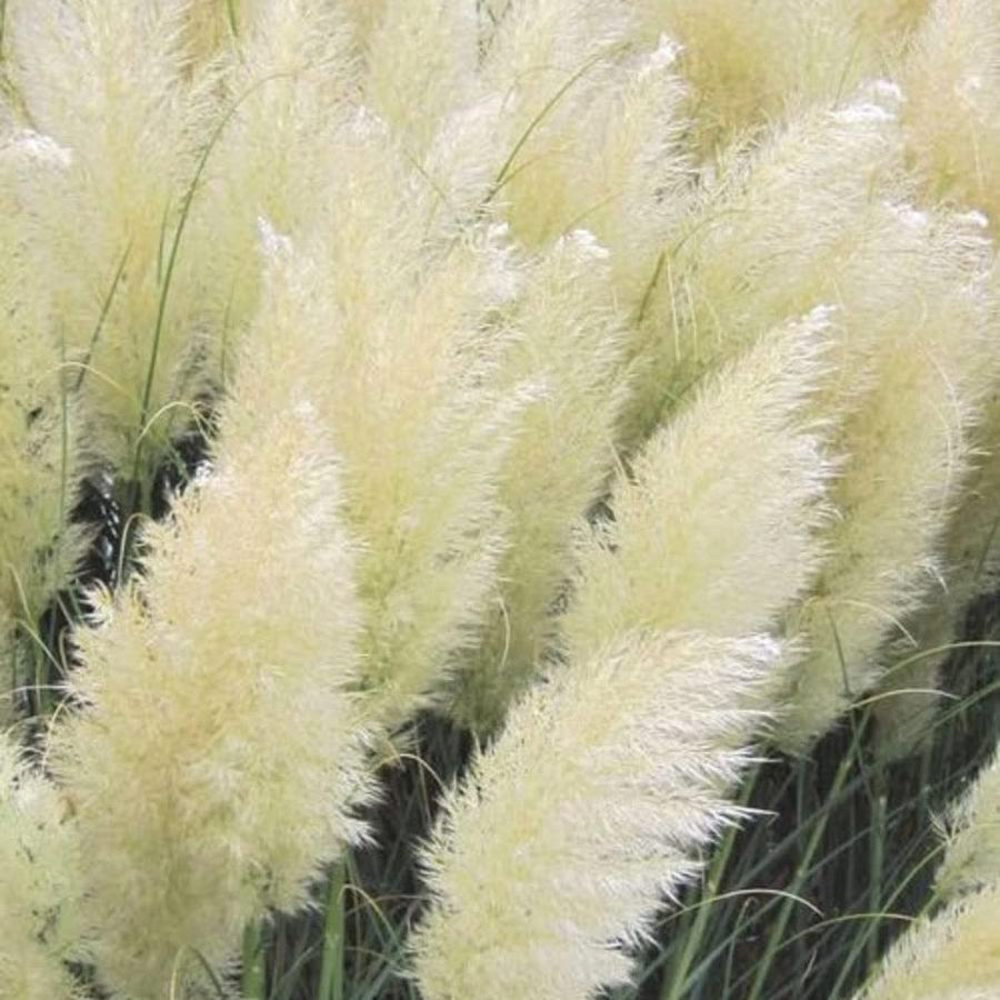 3 Pampas Grass Plants Live for Planting, White Pampas Grass Live Plant Ornamental Garden Indoor Outdoor