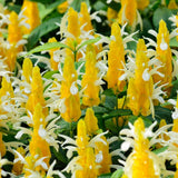 Shrimp Plant Live, 4-9" Tall, Tropical Houseplant Well-Rooted