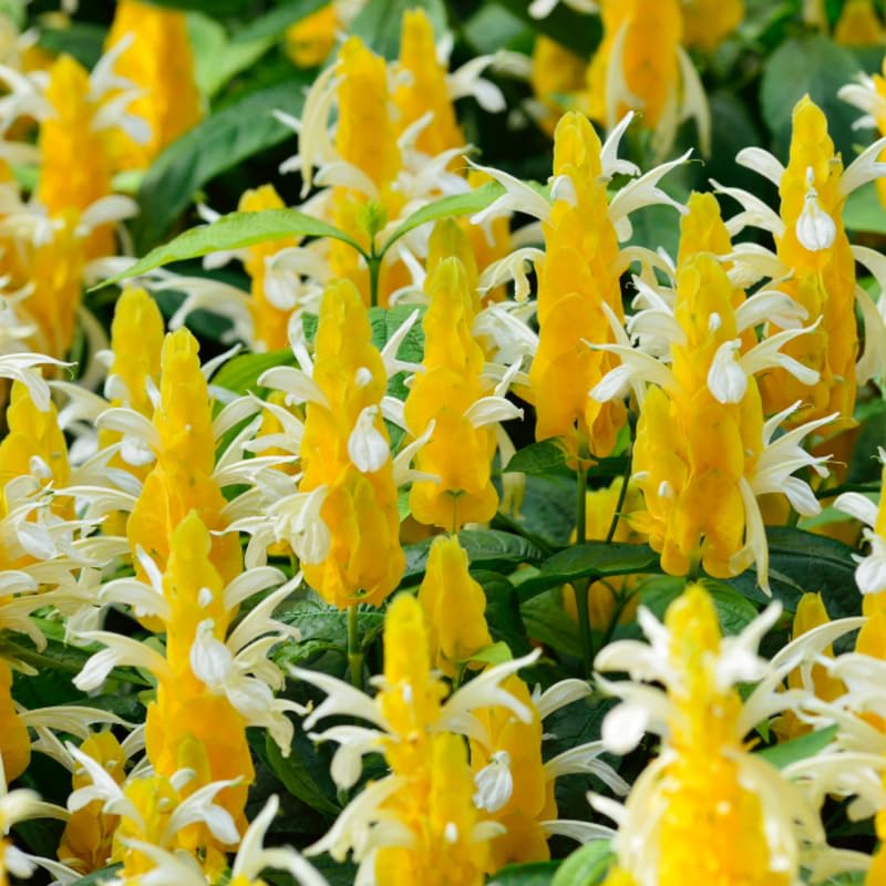 Shrimp Plant Live, 4-9" Tall, Tropical Houseplant Well-Rooted
