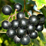 2 Black Muscadine Grape Vine Plants Live for Planting, Muscadine Grape Plant Live Grape Tree, in 4" Pot, Black Grape Fruit Tree for Planting
