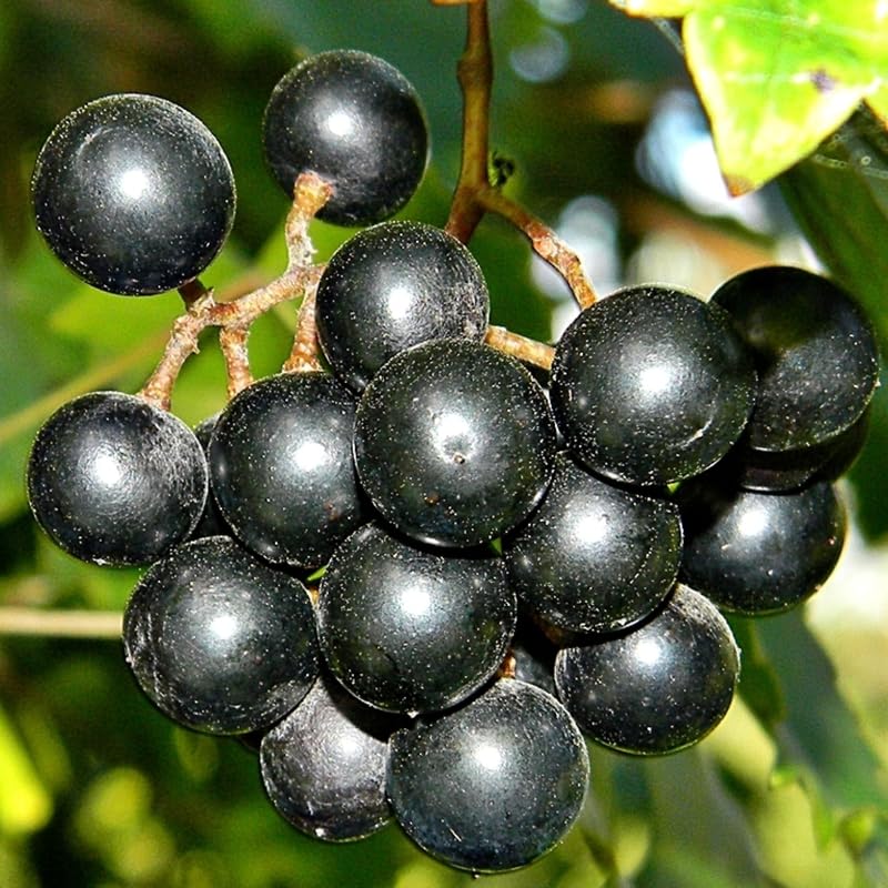 2 Black Muscadine Grape Vine Plants Live for Planting, Muscadine Grape Plant Live Grape Tree, in 4" Pot, Black Grape Fruit Tree for Planting