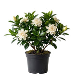 White Gardenia Live Plant, Fragrant Jasmine Gardenia, 7–9 Inches Tall, Hardy Perennial Flower, Well Rooted, Ready to Grow for Indoor or Outdoor Planting, No Pot