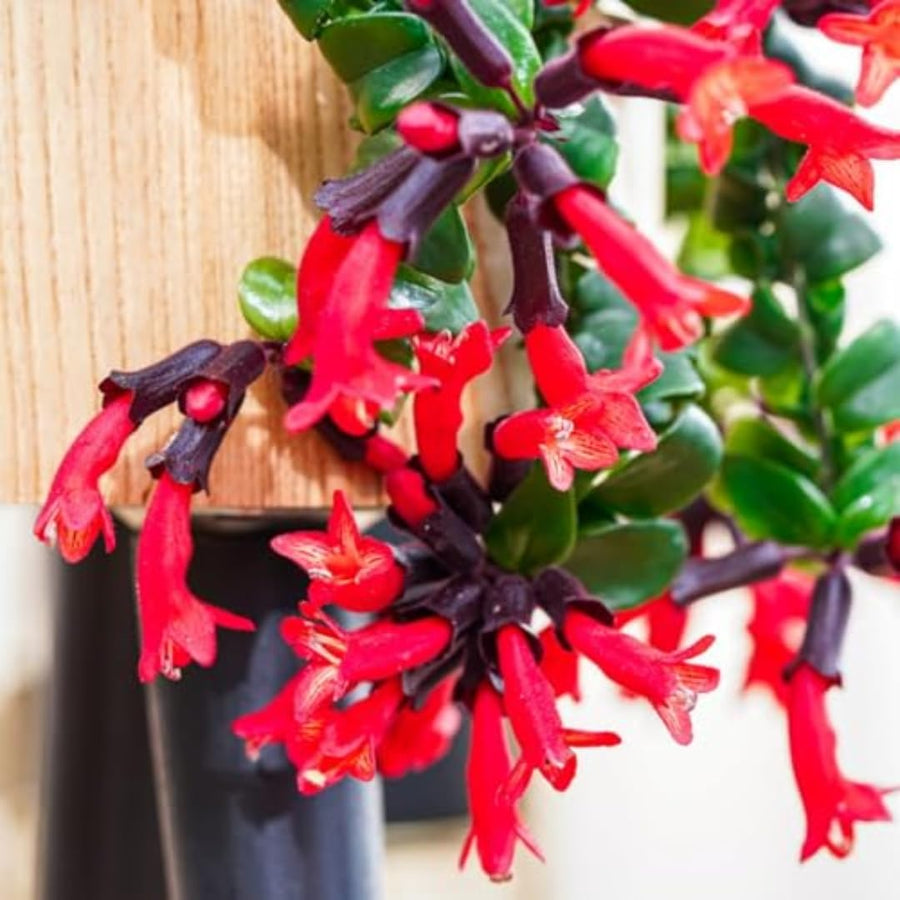 Well-Rooted Curly Lipstick Plant Live for Indoor Hanging Baskets, Aeschynanthus Twisted Lipstick Houseplant in 4" Pot, Lipstick Live Plants