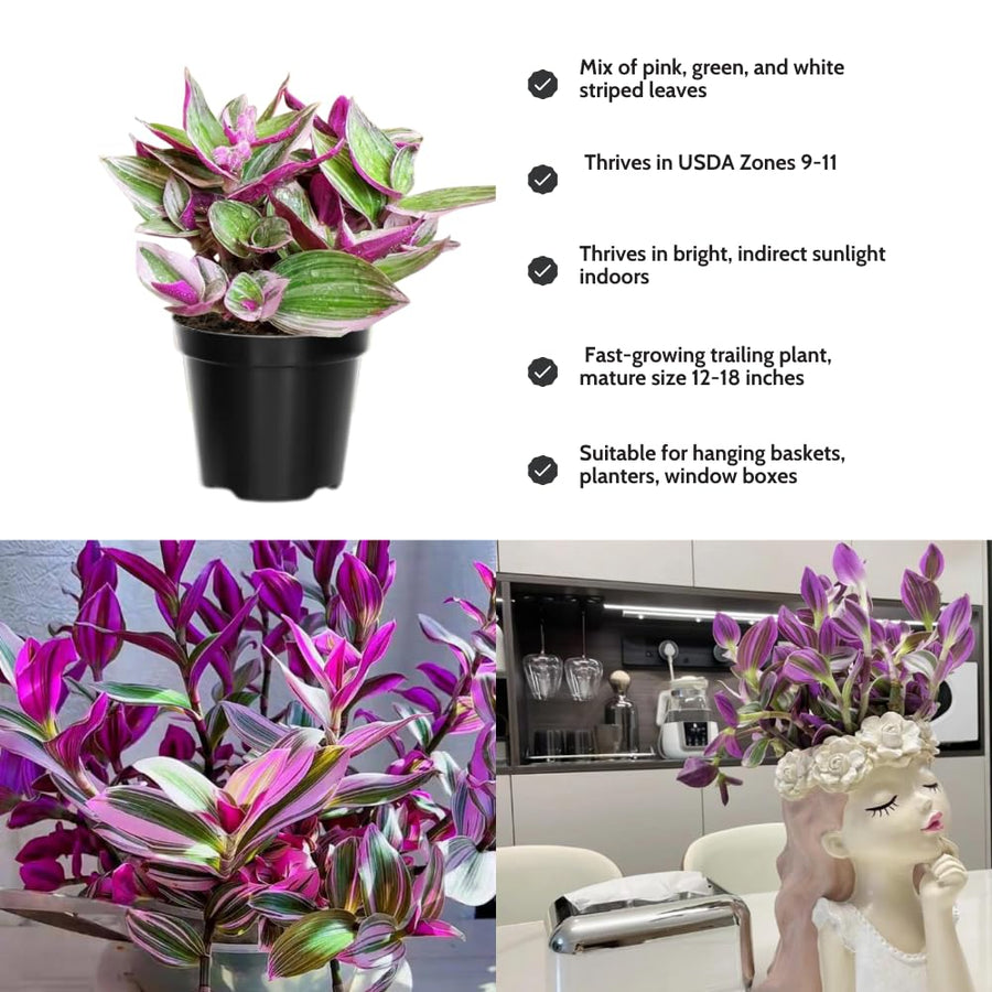 Pink Wandering Jew Live Plant, Tradescantia Nanouk Live Houseplant, Rare Nanouk Pink Wandering Jew Live Plants Indoor (6 Inch Pot)