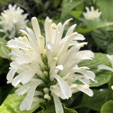 White Shrimp Plant Live, 4-9" Tall, Tropical Houseplant Well-Rooted
