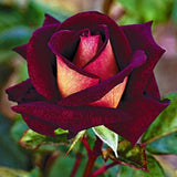 Rare Rose Bush Live Plant - Rose Plant Live to Grow - Bareroot 5-10 Inch Tall - Fragrant Rose Flowers Shrub - No Pot (Dark Night Rose)