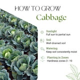 Pack of 1000 Cabbage Seeds for Planting, Cabbage Seeds, Easy Care Vegetable for Containers, Raised Beds and Outdoor Garden