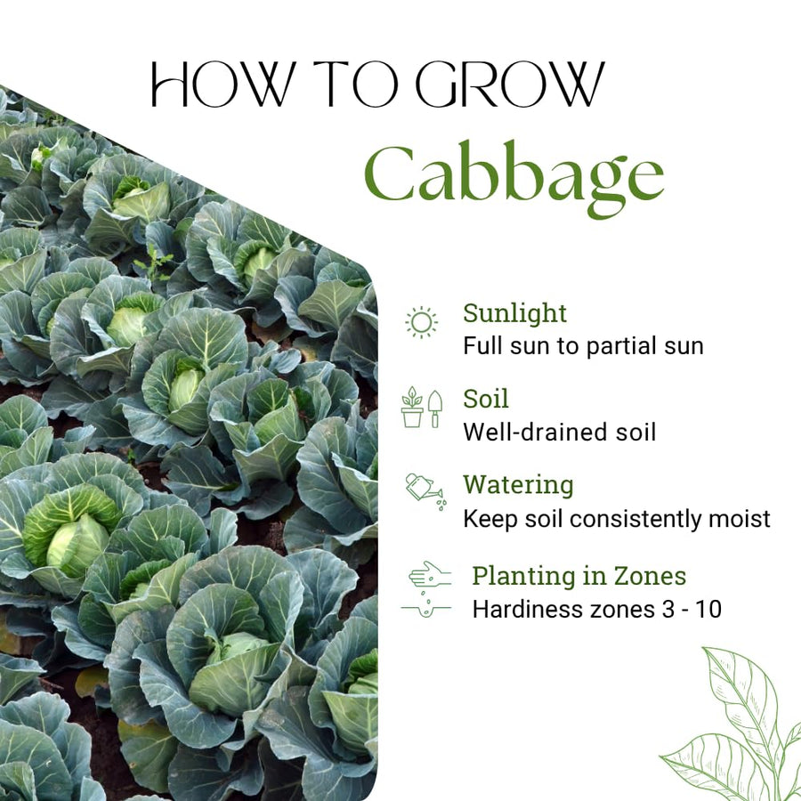 Pack of 1000 Cabbage Seeds for Planting, Cabbage Seeds, Easy Care Vegetable for Containers, Raised Beds and Outdoor Garden