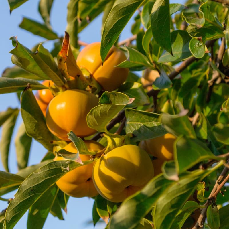 Live Persimmon Tree in Pot, 4 Ft Air-Layered Tree, Persimmon Fruit Live Plant Potted