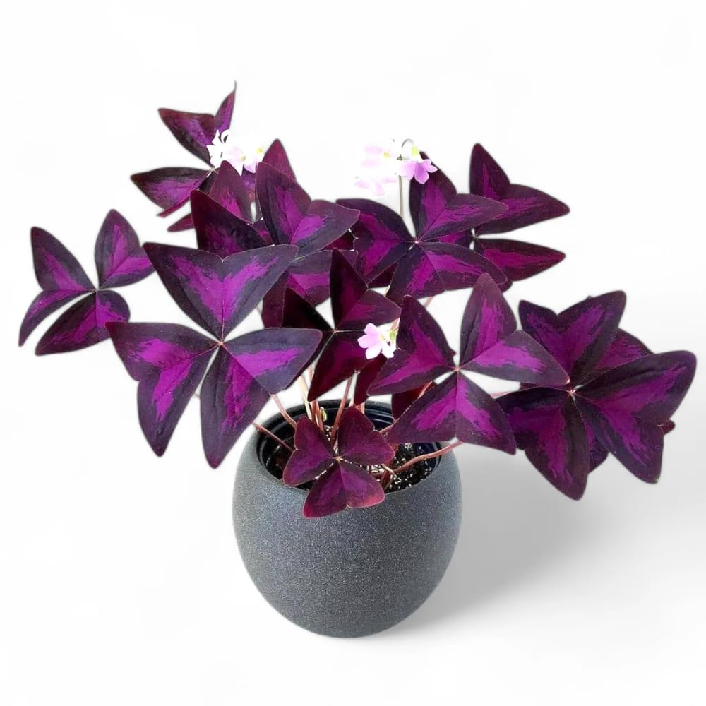 2 Deep Oxalis Shamrock Plants Live, 4-8 Inch Tall, Oxalis Triangularis Plants for Indoor or Outdoor Planting, Easy Care Perennial, USDA Zones 7–10