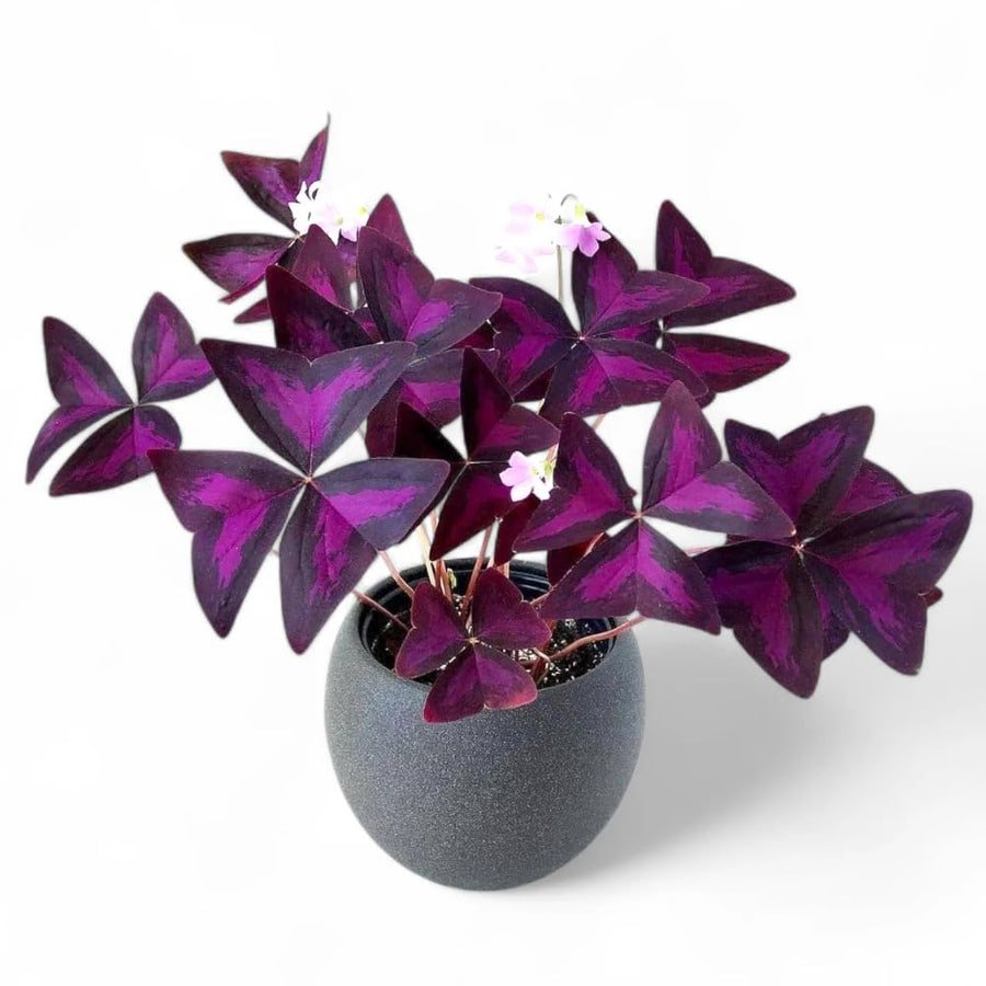 2 Deep Oxalis Shamrock Plants Live, 4-8 Inch Tall, Oxalis Triangularis Plants for Indoor or Outdoor Planting, Easy Care Perennial, USDA Zones 7–10