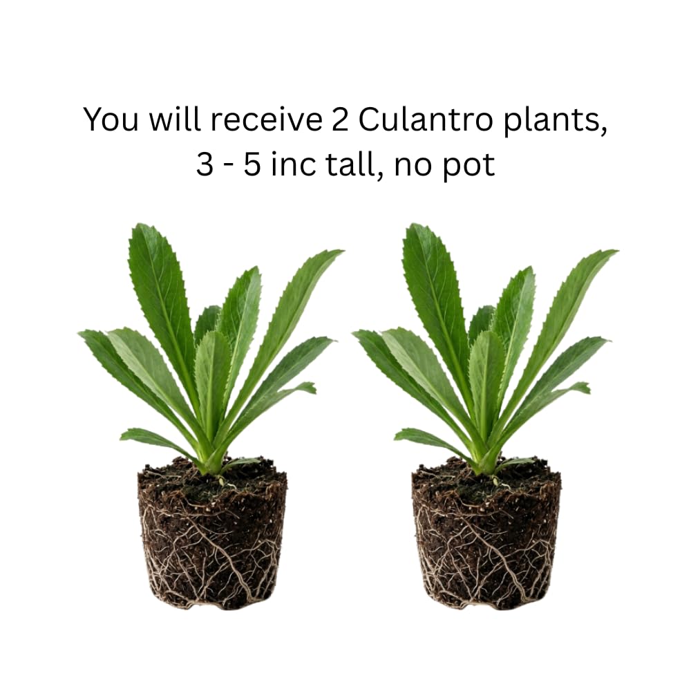 Culantro Plant Live, Culantro Plant, 3-5 Inc Tall, Edible and Fragrant Herbs, Indoor Outdoor Growing