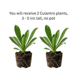 Culantro Plant Live, Culantro Plant, 3-5 Inc Tall, Edible and Fragrant Herbs, Indoor Outdoor Growing