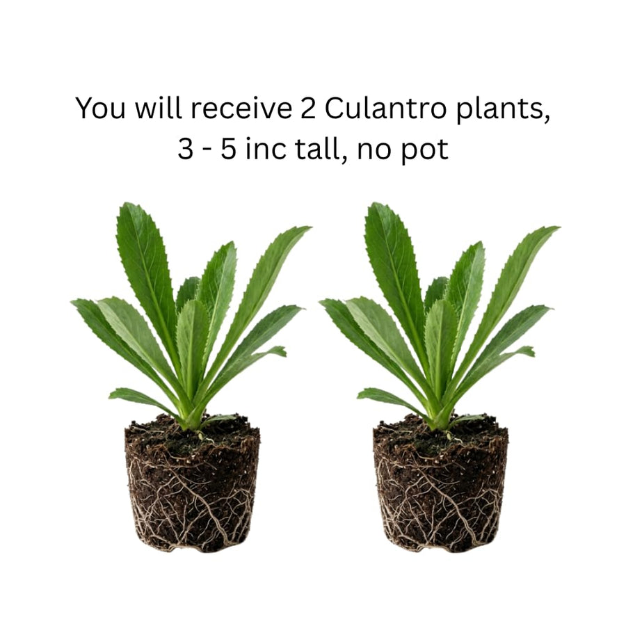 Culantro Plant Live, Culantro Plant, 3-5 Inc Tall, Edible and Fragrant Herbs, Indoor Outdoor Growing