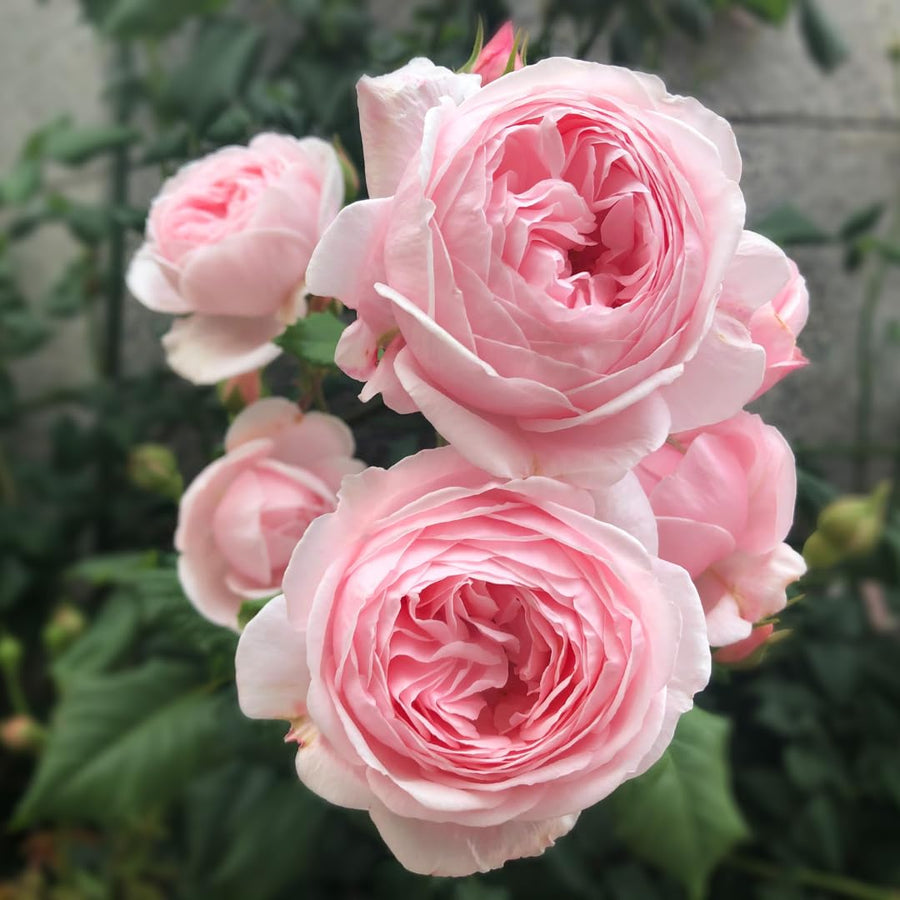 New Dawn Climbing Rose Live Plant, Fragrant Rose Bush Ready to Plants, Zone 5 to 9, Size 5 to 7 Inches and Bare Root